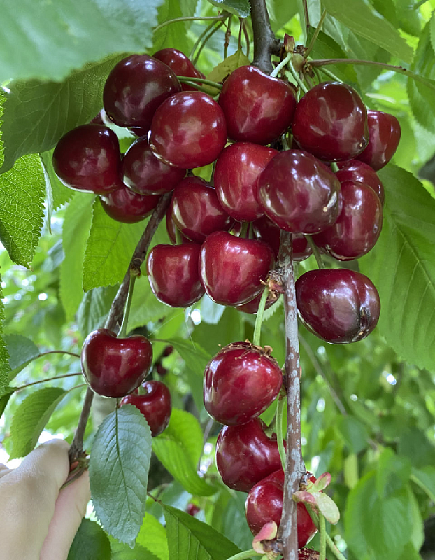 Черешня В.Чкалов 1шт